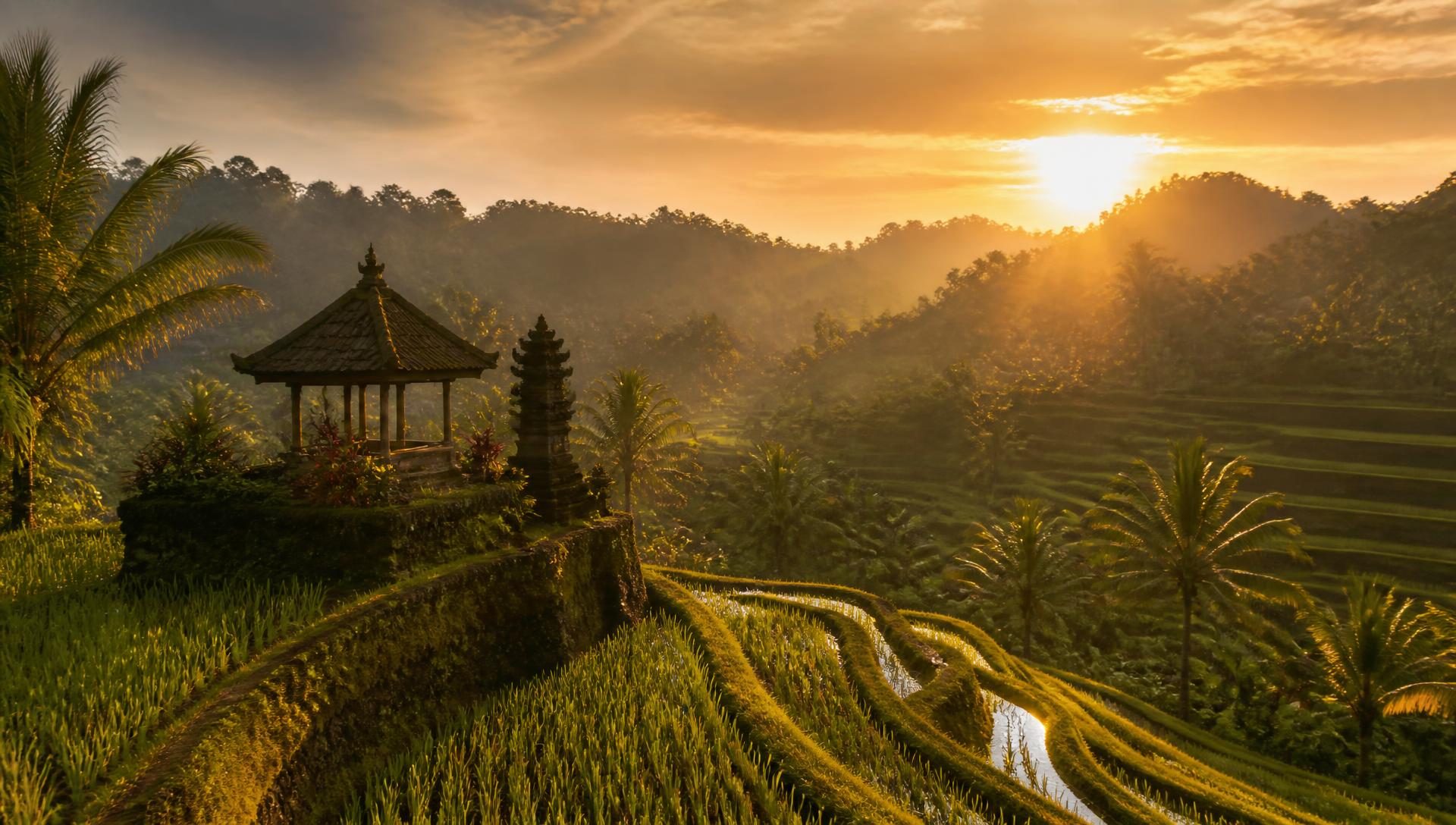 Rice terraces near Ubud, Bali at golden hour
